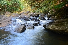 自然豊かな渓流