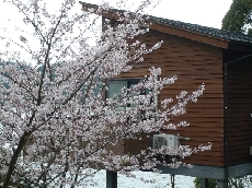 コテージ脇の桜