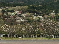 色んなピンクの桜山