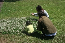 白爪草の花を摘む親子