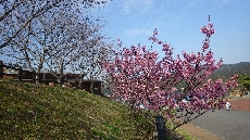 左がソメイヨシノ、右が陽光桜。陽光桜は今が満開です。