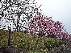 左奥がソメイヨシノ、右手前が陽光桜です。陽光桜は満開で、少しずつ散り始めています。