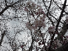 場所によっては、かなり開花してきています。五分咲きちかく開花している桜も！