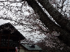 伊佐ノ浦体験交流センター（公園受付）前の駐車場の桜です。