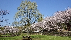 広い芝生、桜の木の下でピクニックはいかがでしょう♪
