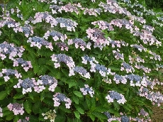 花壇～紫陽花