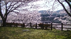 交流センターの裏からは遠くの山沿いに咲く桜も一望できます♪