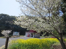 観光案内所の桜と菜の花♪