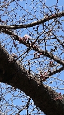 桜のつぼみも色づいて・・・。