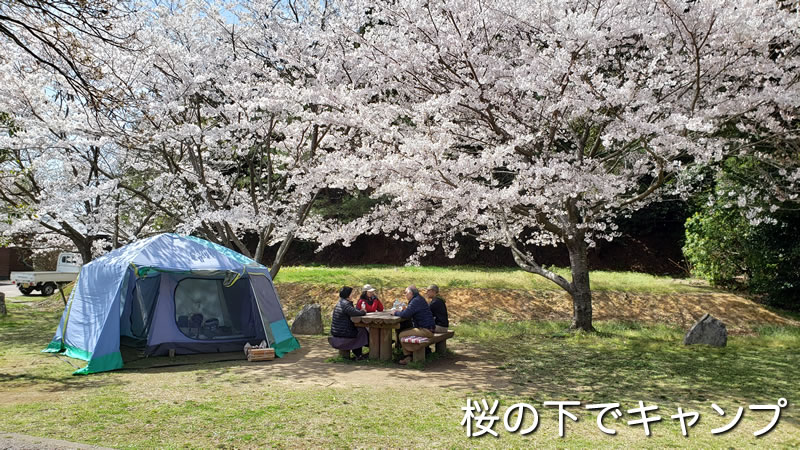 桜の下でキャンプ
