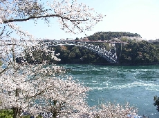 ※写真は、西海橋と桜です（以前撮影したものです）